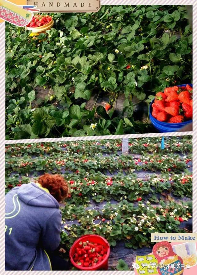 杨氏富硒农产品(生产富硒产品)-硒宝网