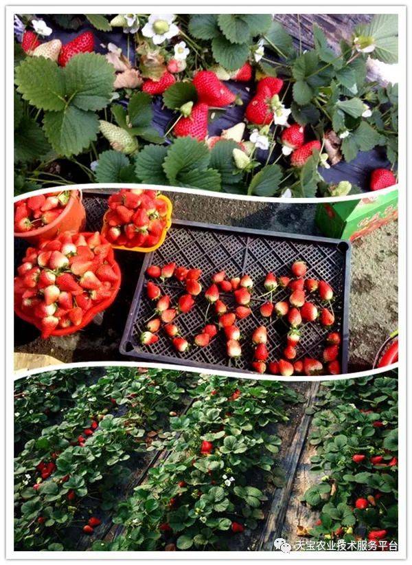 杨氏富硒农产品(生产富硒产品)-硒宝网