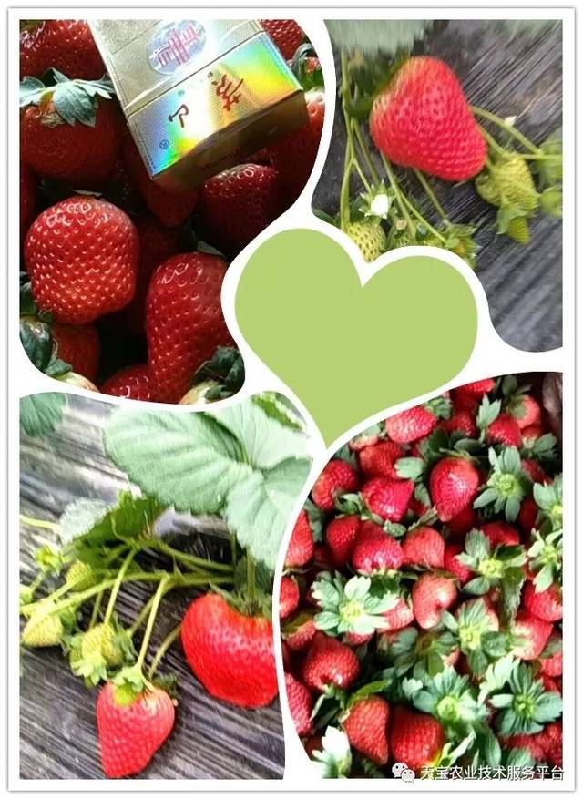 杨氏富硒农产品(生产富硒产品)-硒宝网