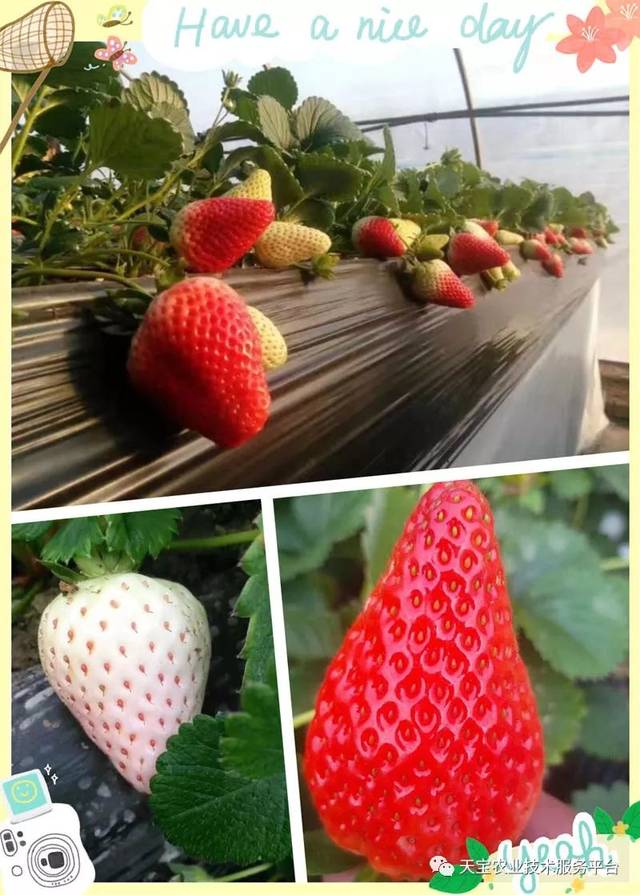 杨氏富硒农产品(生产富硒产品)-硒宝网