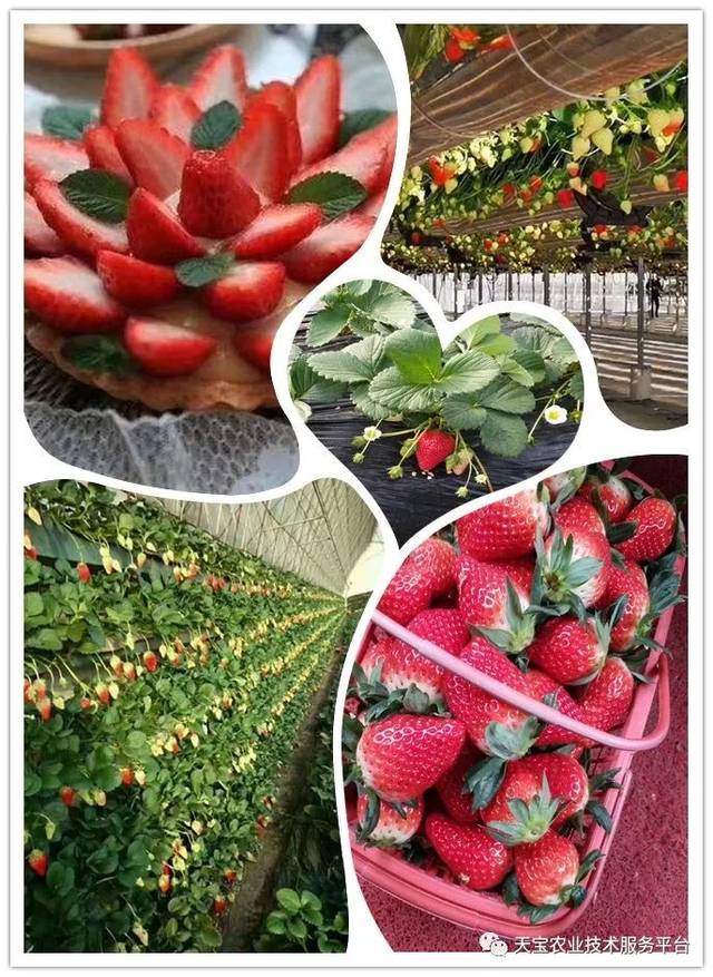 杨氏富硒农产品(生产富硒产品)-硒宝网