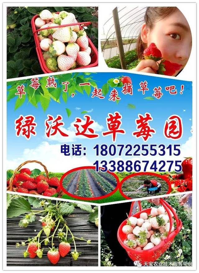 杨氏富硒农产品(生产富硒产品)-硒宝网