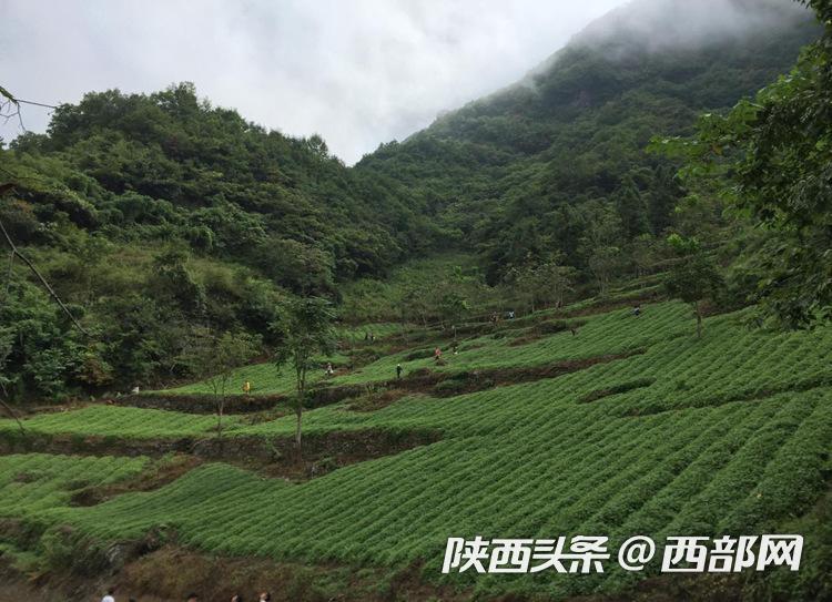 富硒农产品新闻（新闻农富硒产品有哪些）-硒宝网