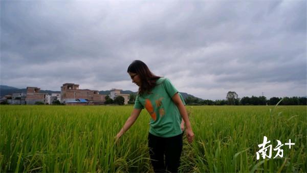 龙门富硒农产品(龙凤富硒米)-硒宝网