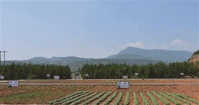 富硒农产品新闻(富硒农业)-硒宝网