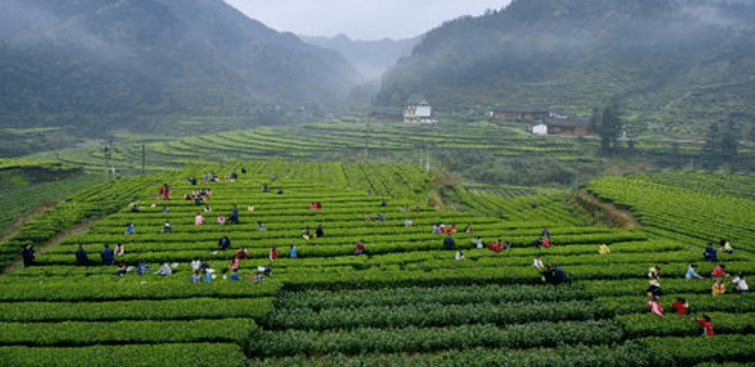 连城富硒农产品（连城富硒红茶）-硒宝网