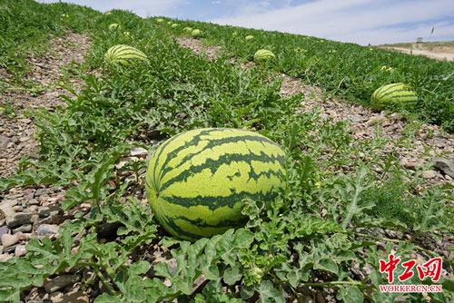 中卫富硒农产品(中农硒科富硒研究院)-硒宝网