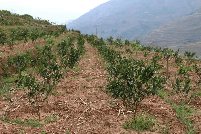 天门富硒农产品(仙桃富硒农产品)-硒宝网