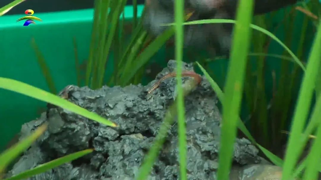 富硒农产品基地（富硒农产品产地）-硒宝网