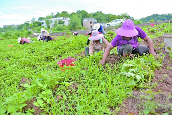 晋城富硒农产品(富硒农业)-硒宝网