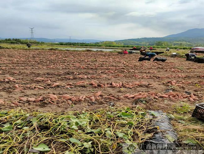 晋城富硒农产品(富硒农业)-硒宝网