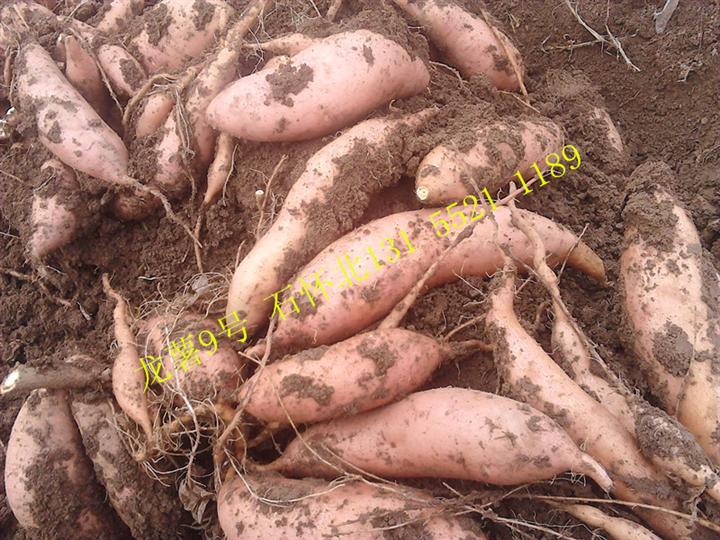 晋城富硒农产品(富硒农业)-硒宝网