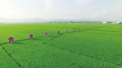 海伦富硒农产品（海伦富硒大米好不好）-硒宝网