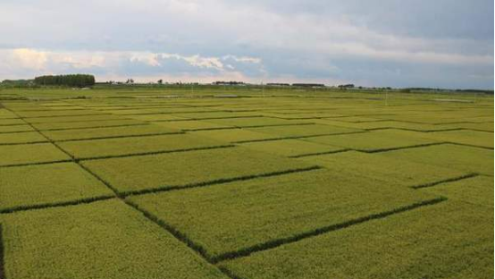 海伦富硒农产品（海伦富硒大米好不好）-硒宝网