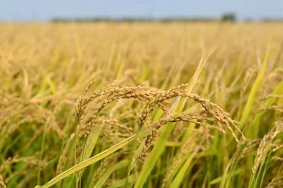 农科院富硒产品（富硒农场产品）-硒宝网