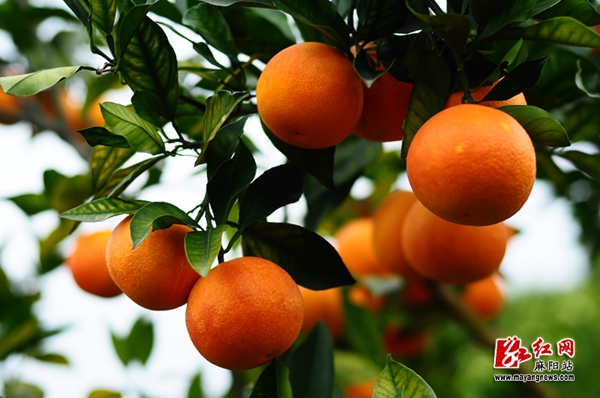 昆明富硒农产品（云南富硒在哪里）-硒宝网