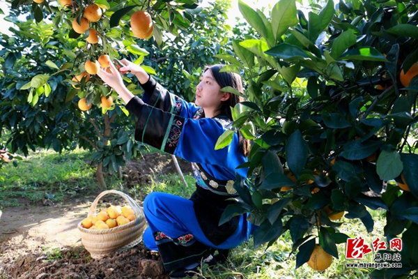昆明富硒农产品（云南富硒在哪里）-硒宝网