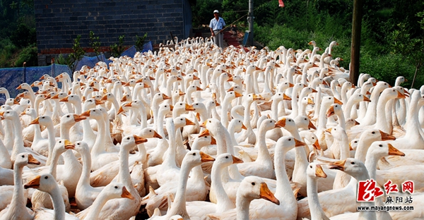 昆明富硒农产品（云南富硒在哪里）-硒宝网