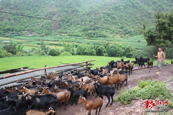 昆明富硒农产品（云南富硒在哪里）-硒宝网