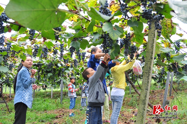 昆明富硒农产品（云南富硒在哪里）-硒宝网