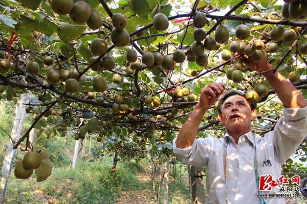 昆明富硒农产品（云南富硒在哪里）-硒宝网