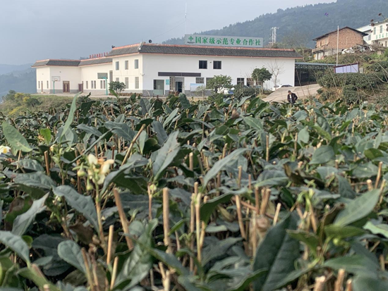 屏山县富硒产品（屏山富硒土地资源）-硒宝网