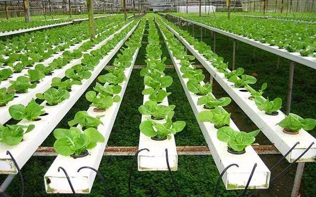 富硒农产品乱象（富硒农产品是什么意思）-硒宝网