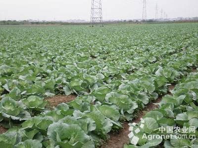 富硒农产品前景(富硒农产品品牌)-硒宝网