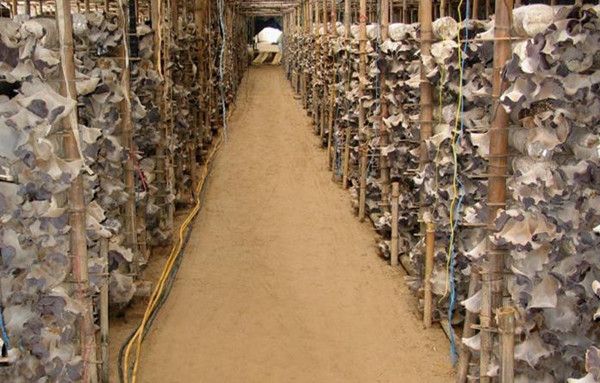 富硒农产品前景(富硒农产品品牌)-硒宝网