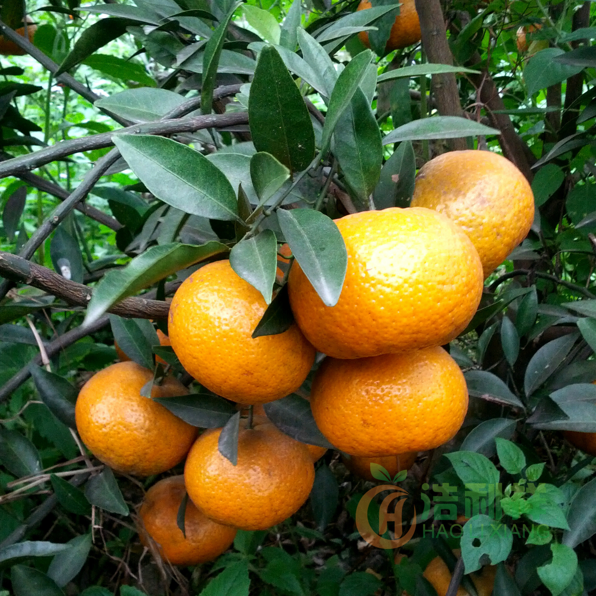 浦北富硒农产品（富硒农业网）-硒宝网