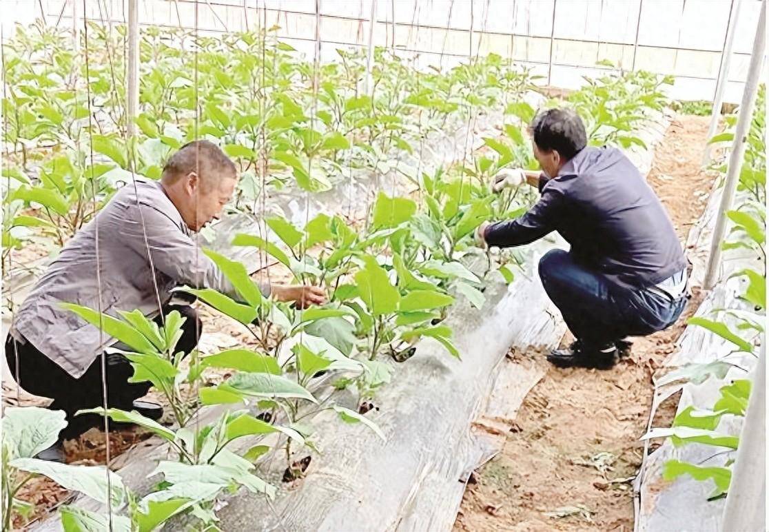 优质富硒农产品(富硒农产品是什么意思)-硒宝网