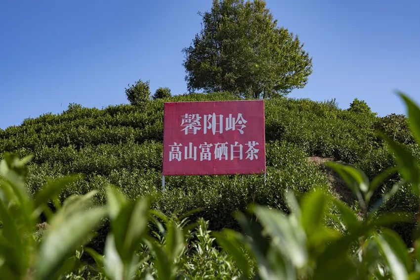 富硒农产品模式(农用富硒)-硒宝网