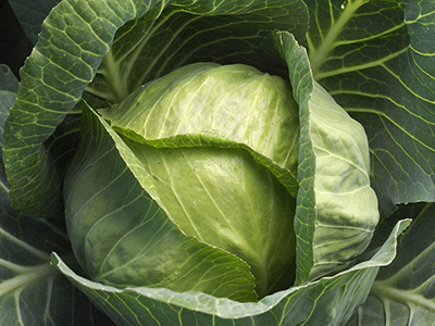 富硒农产品前景(富硒农业发展前景)-硒宝网