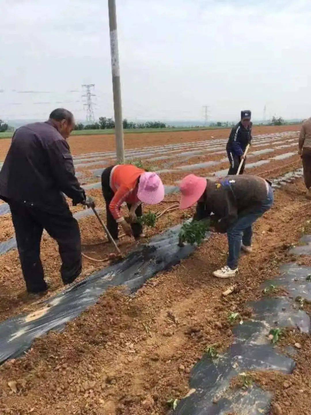 河南省富硒产品（河南省富硒农产品协会）-硒宝网