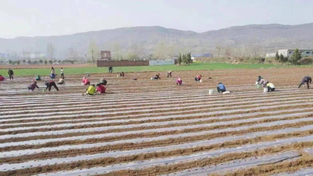 河南省富硒产品（河南省富硒农产品协会）-硒宝网