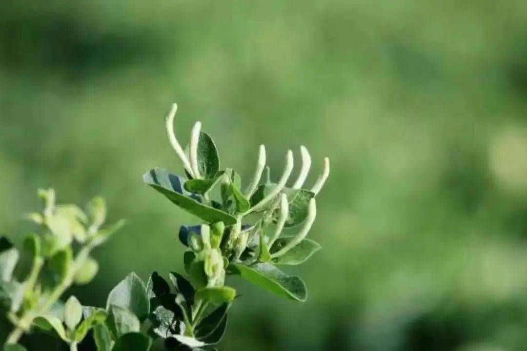 河南省富硒产品（河南省富硒农产品协会）-硒宝网