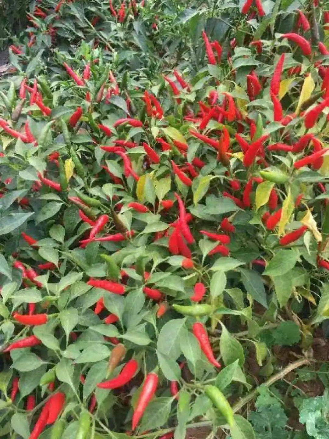 河南省富硒产品（河南省富硒农产品协会）-硒宝网