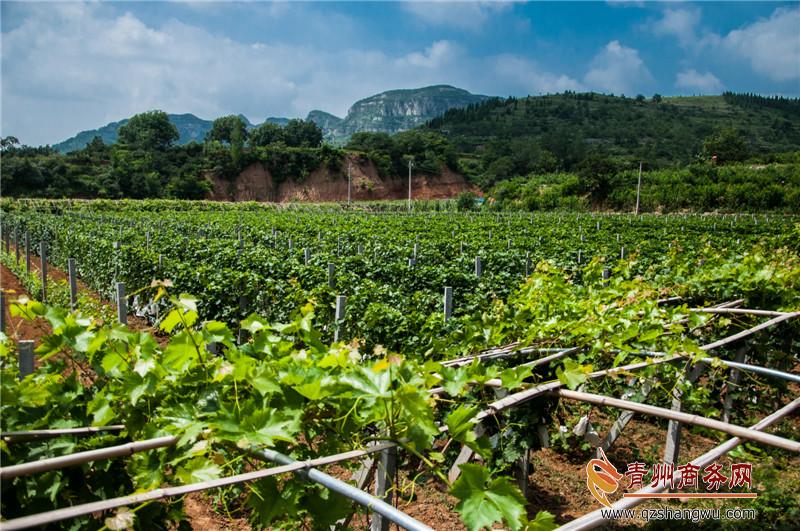 富硒产业农产品（农产业富硒产品包括哪些）-硒宝网