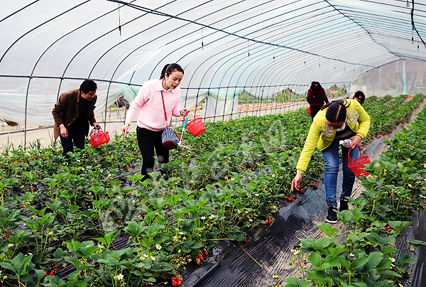 富硒产业农产品（农产业富硒产品包括哪些）-硒宝网