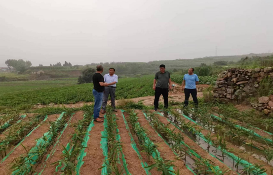 小山村富硒产品（富硒村野山茶）-硒宝网