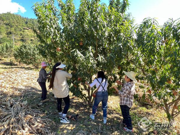 农产品怎么富硒（富硒农产品是什么意思）-硒宝网