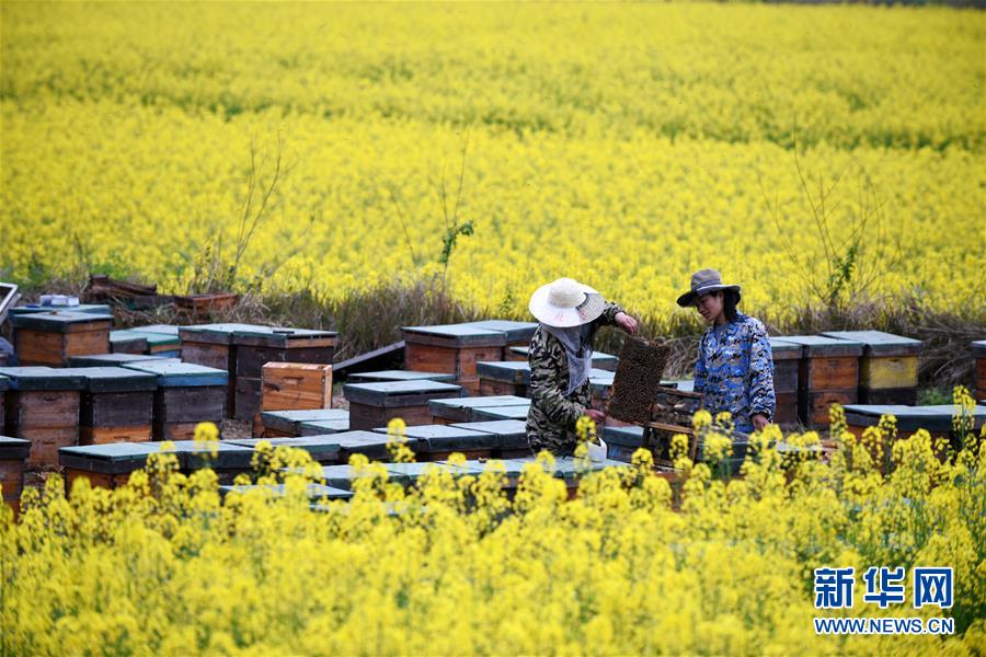 海伦市富硒产品（黑龙江省海伦市富硒土壤吗）-硒宝网