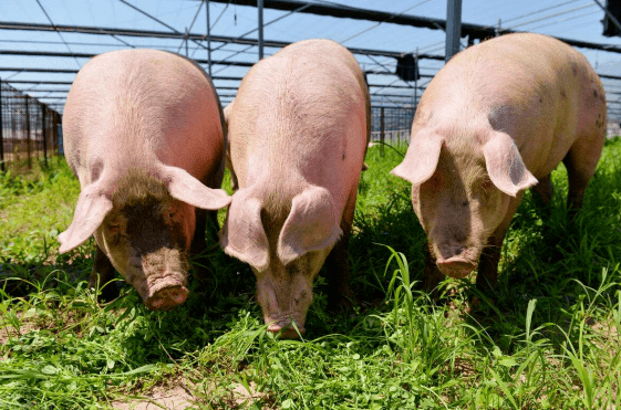 北京富硒农产品（北京富硒产品专卖店）-硒宝网