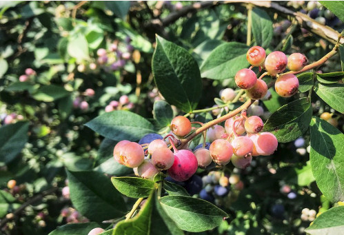 新疆富硒农产品(新疆富硒大米)-硒宝网