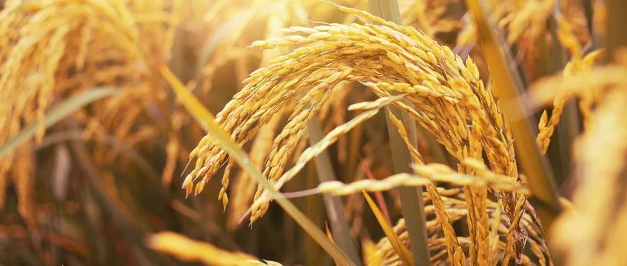 新疆富硒农产品(新疆富硒大米)-硒宝网