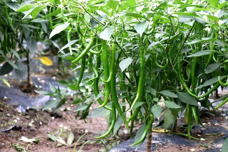 新疆富硒农产品(新疆富硒大米)-硒宝网