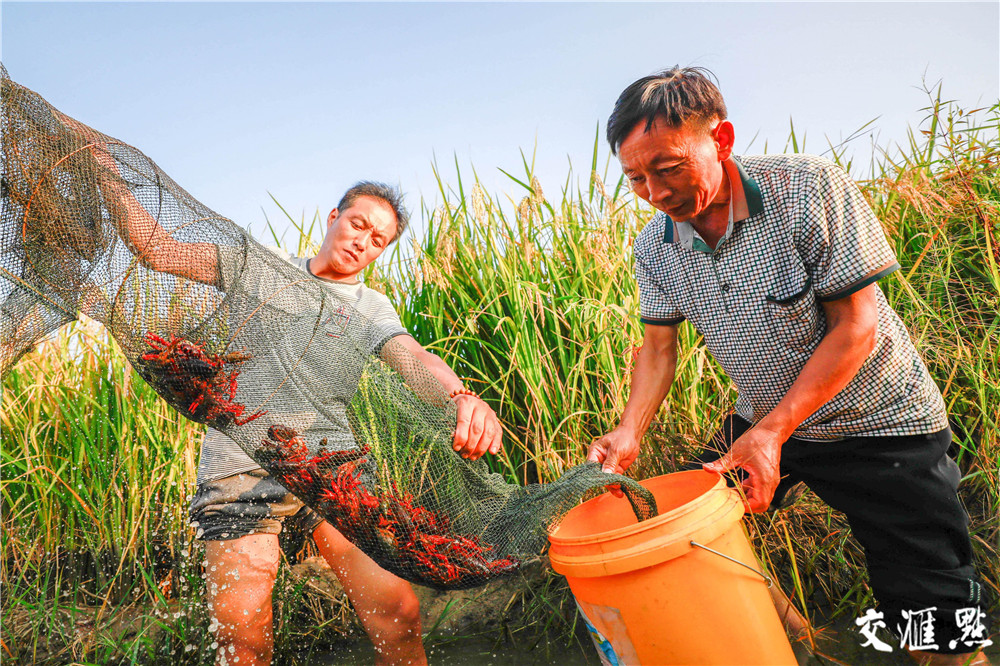 潜江富硒农产品(富硒农业基地)-硒宝网