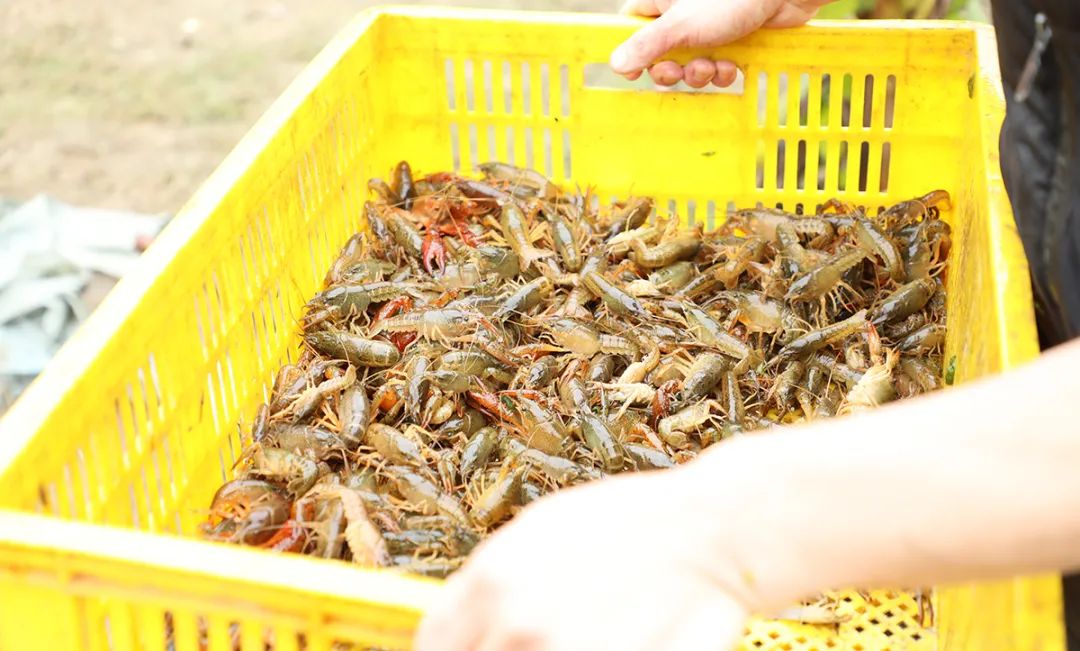 潜江富硒农产品（名胜富硒农庄）-硒宝网