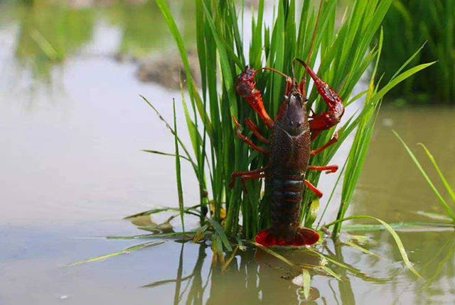 潜江富硒农产品（名胜富硒农庄）-硒宝网