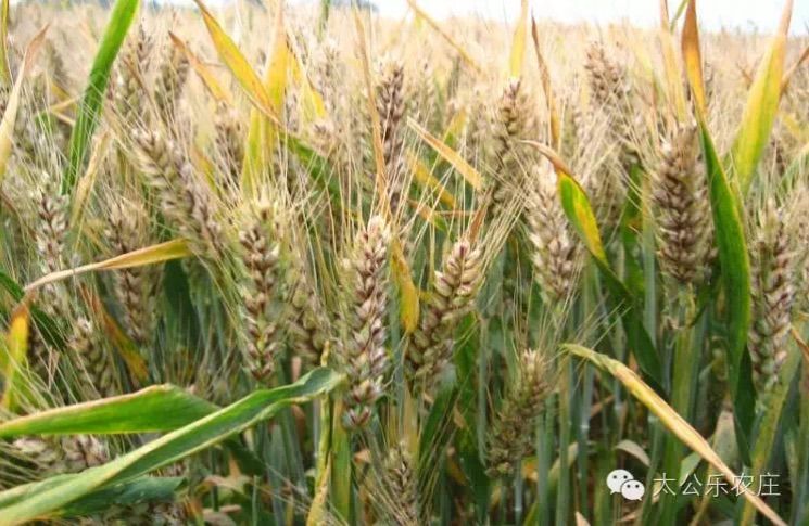 河北富硒农产品(河北省富硒土壤的分布特点)-硒宝网